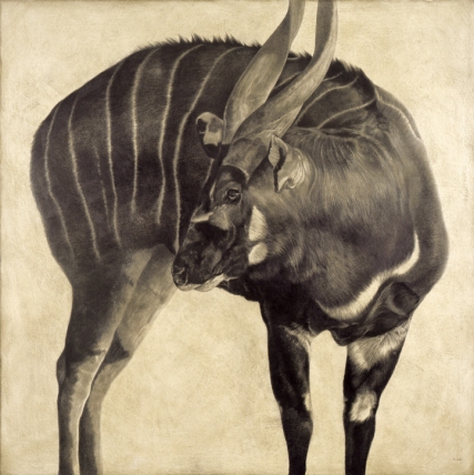 Bongo I / Tragelaphus eurycerus / 2008 / 100 x 100 cm / Pencil on panel